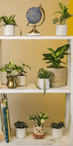 Live Snake Plant, Sansevieria trifasciata Superba, Fully Rooted Indoor House Plant in Pot, Mother in Law Tongue Sansevieria Plant, Potted Succulent Plant, Houseplant in Potting Soil by Plants for Pets