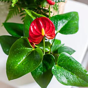 California Tropicals Anthurium Red - Live House Plants Indoor, 4 Inch Pot for Easy Care, Perfect for Office, Home & Flamingo Decor, Real Plant, Plant Gift, Flowering Plants, Sympathy Flowers