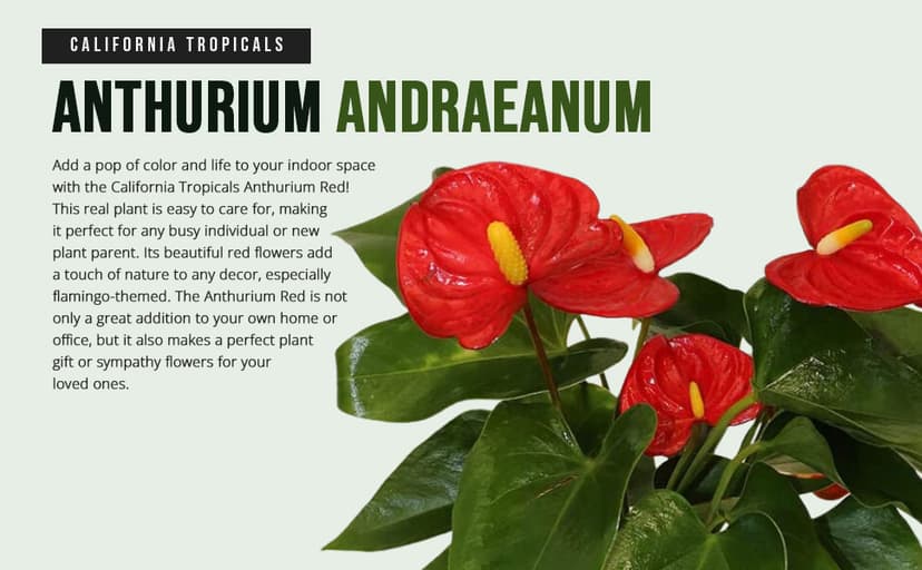 California Tropicals Anthurium Red - Live House Plants Indoor, 4 Inch Pot for Easy Care, Perfect for Office, Home & Flamingo Decor, Real Plant, Plant Gift, Flowering Plants, Sympathy Flowers