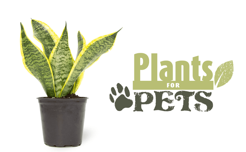 Live Snake Plant, Sansevieria trifasciata Superba, Fully Rooted Indoor House Plant in Pot, Mother in Law Tongue Sansevieria Plant, Potted Succulent Plant, Houseplant in Potting Soil by Plants for Pets