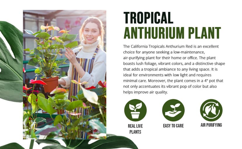 California Tropicals Anthurium Red - Live House Plants Indoor, 4 Inch Pot for Easy Care, Perfect for Office, Home & Flamingo Decor, Real Plant, Plant Gift, Flowering Plants, Sympathy Flowers