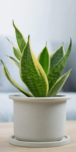 Live Snake Plant, Sansevieria trifasciata Superba, Fully Rooted Indoor House Plant in Pot, Mother in Law Tongue Sansevieria Plant, Potted Succulent Plant, Houseplant in Potting Soil by Plants for Pets