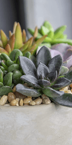 6" Ficus Tineke, Variegated Rubber Plant, Real Ficus Tree, Indoor Garden Greenhouse Plant Room Decor Office Plants Live Real Plants Indoor Live Plants Indoor Plants Live Houseplants by Plants for Pets