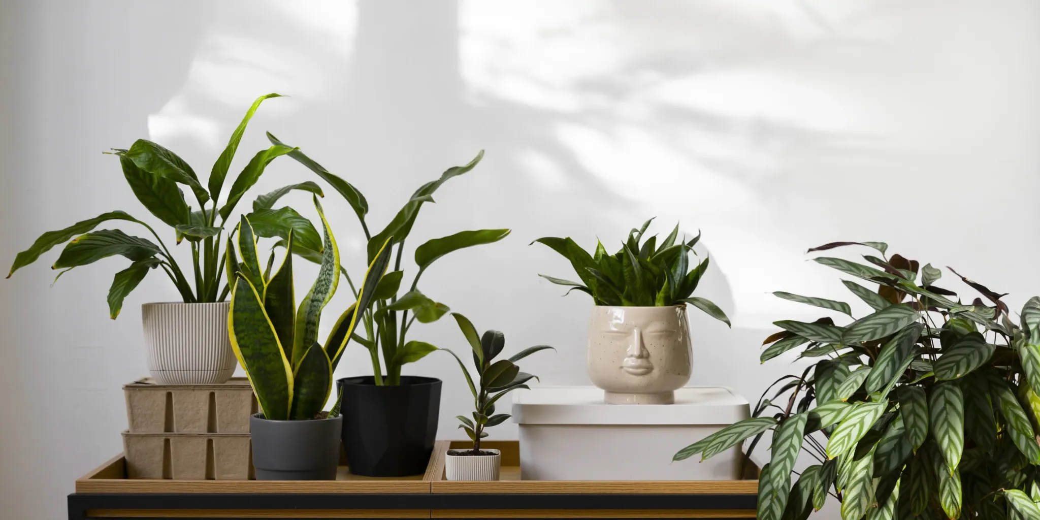 How to choose Indoor Plants