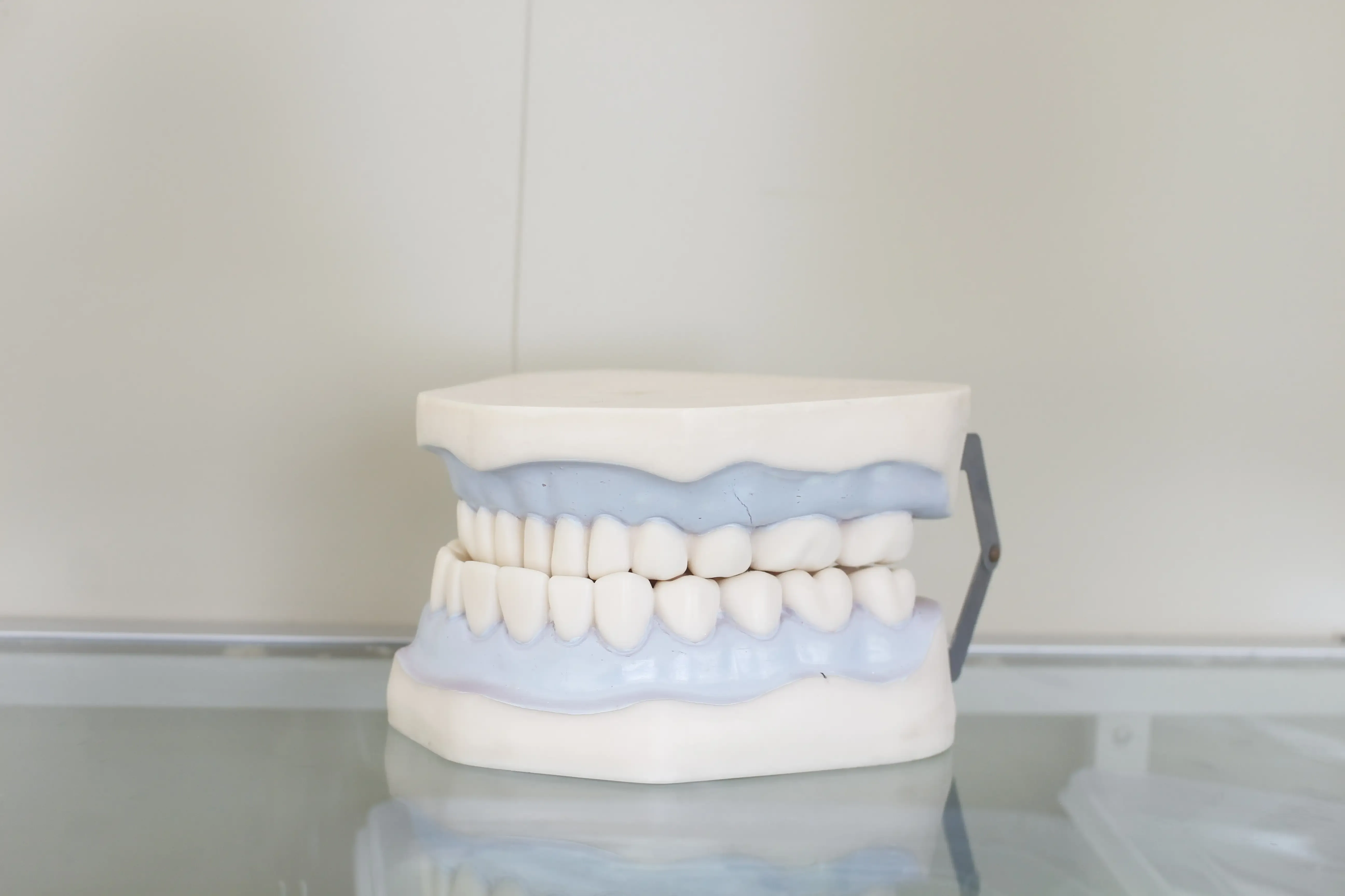 Dental teeth props on a white background.
