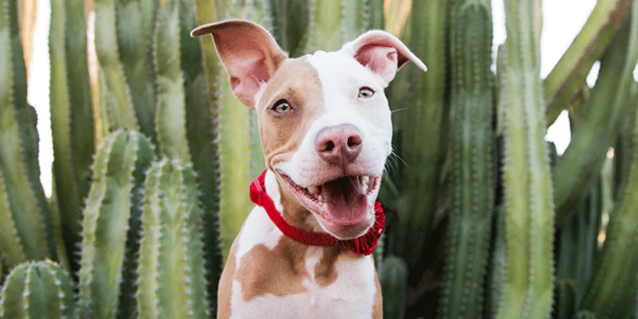 A happy dog at PetSmart.