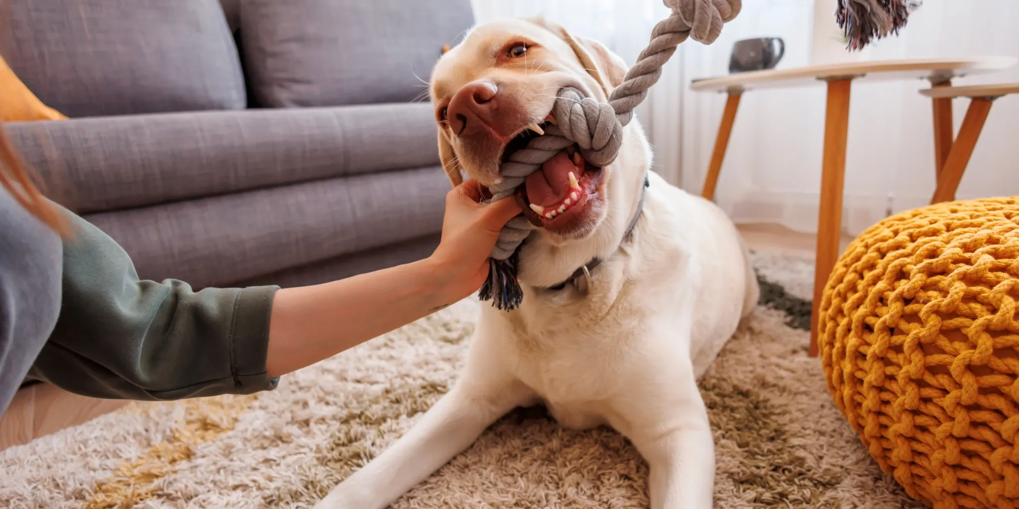 Wire, Wooden, and Heavy-Duty Dog Crates Compared for Every Pup