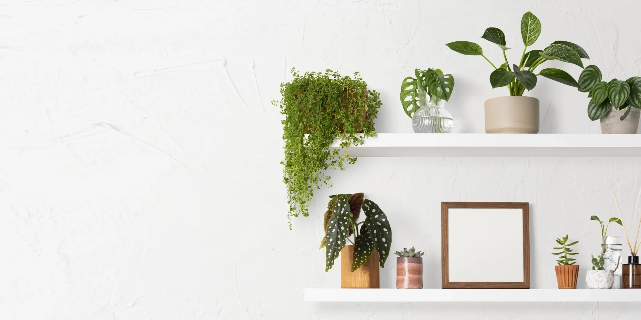 Top Indoor Plants for Every Home, Skill Level, and Space