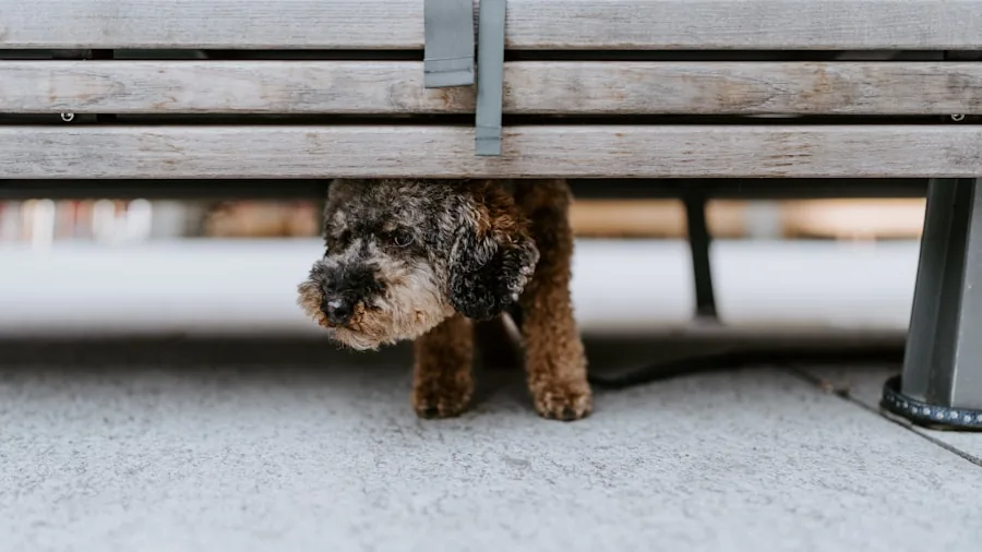 A calm dog resting inside a secure metal crate in a home living room setting