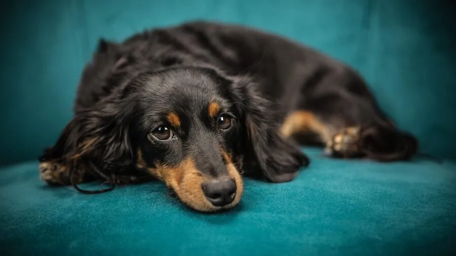 Dog relaxing inside a well-ventilated wire crate with natural light streaming through mesh panels