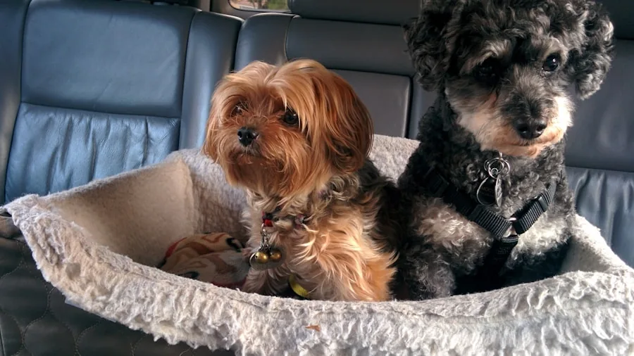 Dog sitting in open car trunk ready for road trip travel adventure