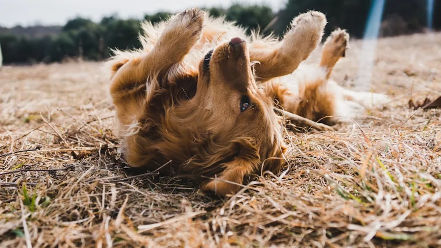 Golden retriever stretching out while lying down on wooden floor indoors