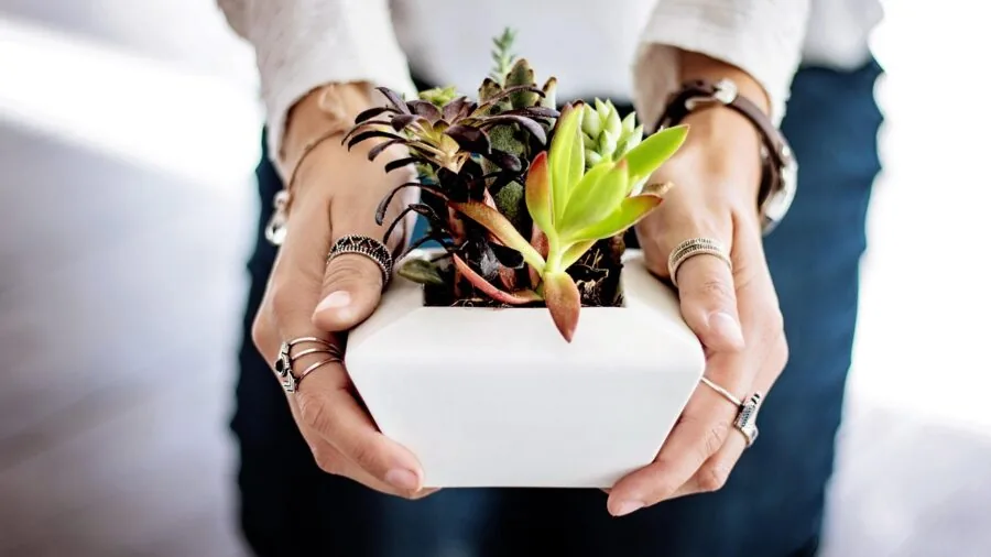 Money tree in pot on wooden console table in bright living room showing plant growth over time