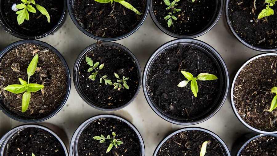 Person arranging several potted indoor plants on a shelf while planning their indoor garden setup