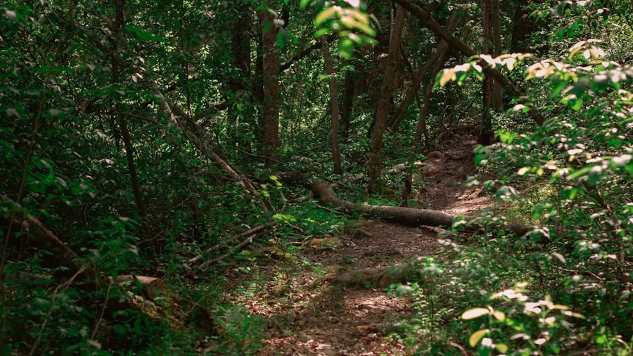 Person hiking on a well-maintained forest trail on a sunny day wearing low-cut hiking shoes